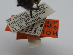 Vespula inexspectata