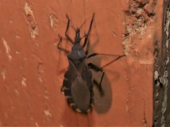 Triatoma gerstaeckeri