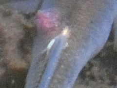 Lernaeidae