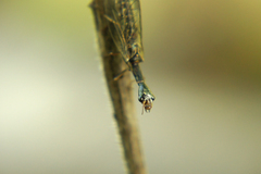 Xanthostigma xanthostigma