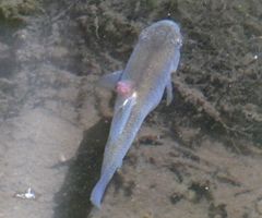 Lernaeidae