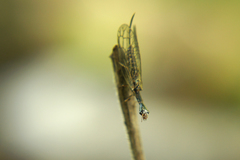 Xanthostigma xanthostigma