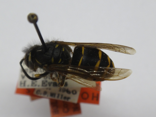 Volcano Yellowjacket