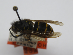 Vespula inexspectata