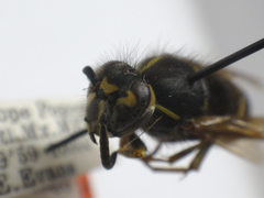 Vespula inexspectata