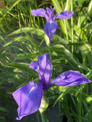 Iris laevigata