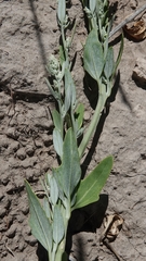 Chenopodium pratericola