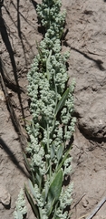 Chenopodium pratericola
