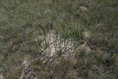 Chenopodium pratericola