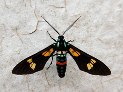 Euchromia guineensis