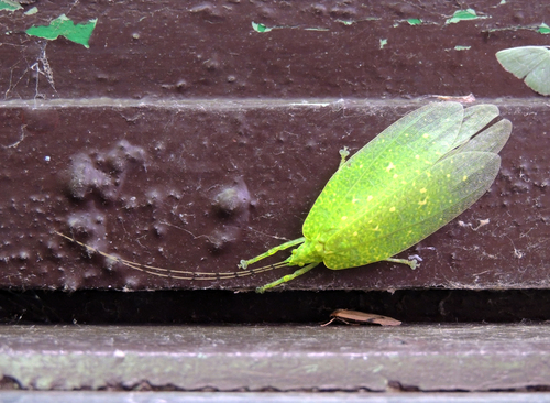Stenampyx annulicornis