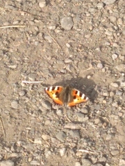 Aglais urticae