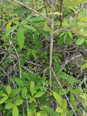 Vitex mollis