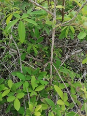 Vitex mollis