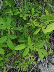Vitex mollis