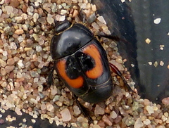 Spilodiscus arcuatus