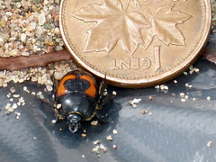 Spilodiscus arcuatus