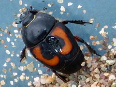 Spilodiscus arcuatus