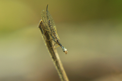 Xanthostigma xanthostigma