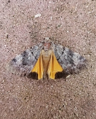 Catocala lineella