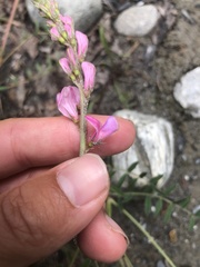 Onobrychis montana