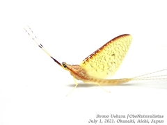Potamanthus formosus