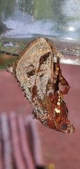 Phocoderma velutina