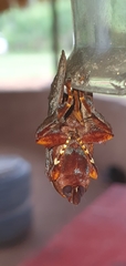 Phocoderma velutina