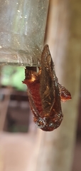 Phocoderma velutina