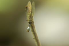 Xanthostigma xanthostigma