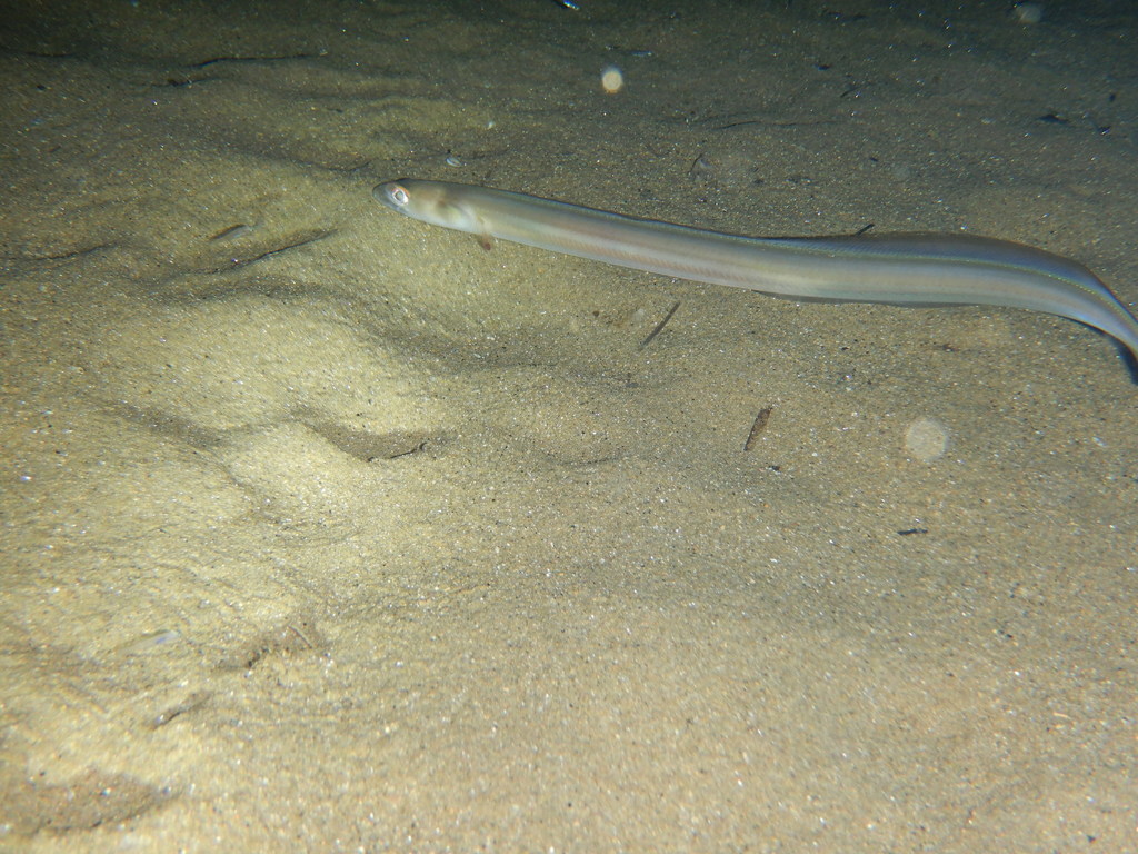 Bandtooth Conger