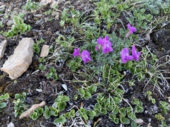 Oxytropis podocarpa