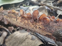 Auricularia