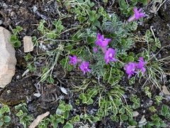 Oxytropis podocarpa