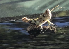 Melanoplus punctulatus