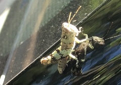 Melanoplus punctulatus