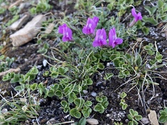 Oxytropis podocarpa