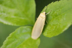 Eilema griseola