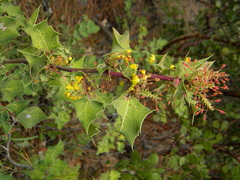 Berberis dictyota