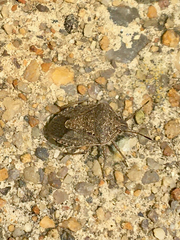 Hymenarcys nervosa