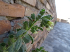 Hyoscyamus albus