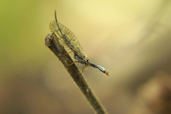 Xanthostigma xanthostigma