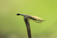 Xanthostigma xanthostigma