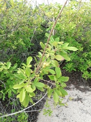 Vitex mollis