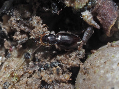 Elaphropus