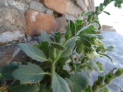 Hyoscyamus albus