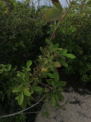 Vitex mollis