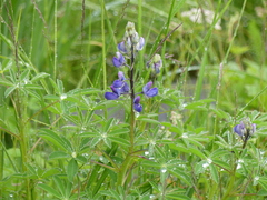 Lupinus nootkatensis