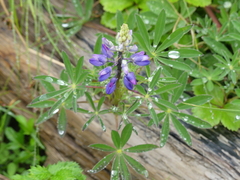 Lupinus nootkatensis