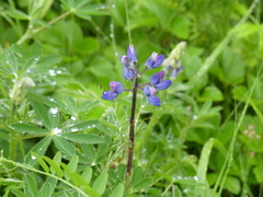 Lupinus nootkatensis